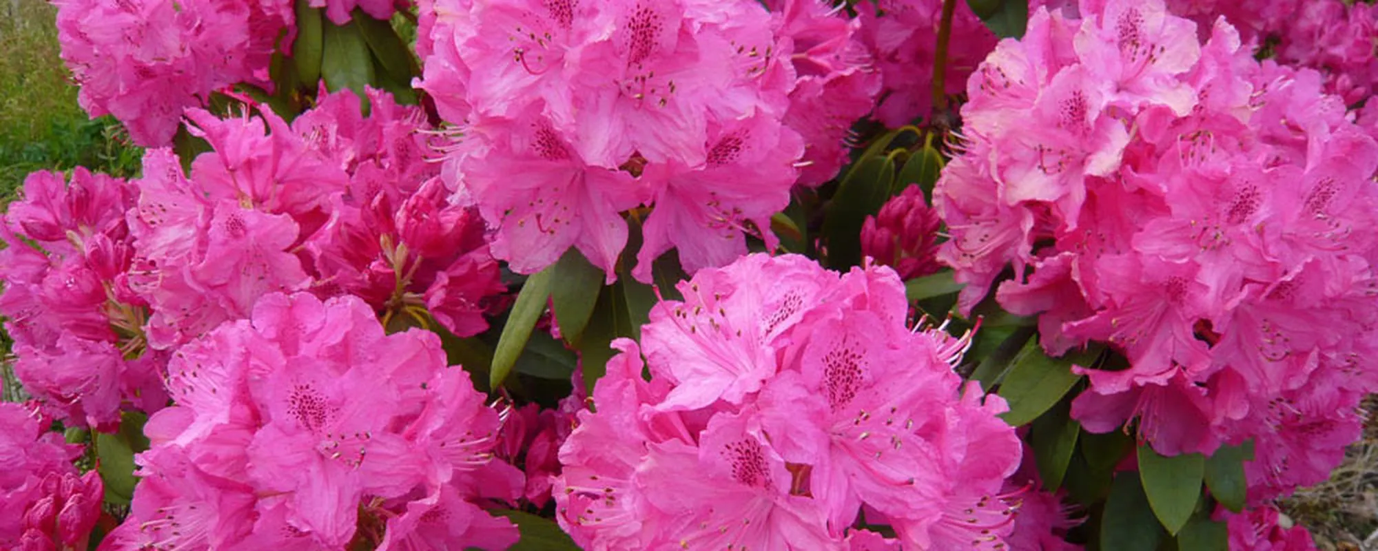 Pink rhododendron flowers