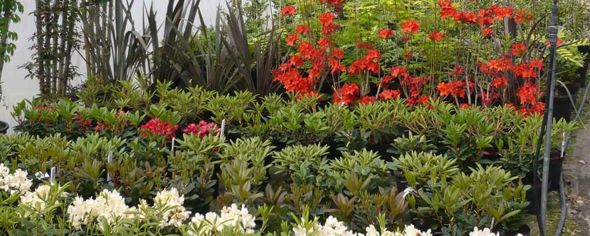 Rows of shrubs and red azaleas in the nursery