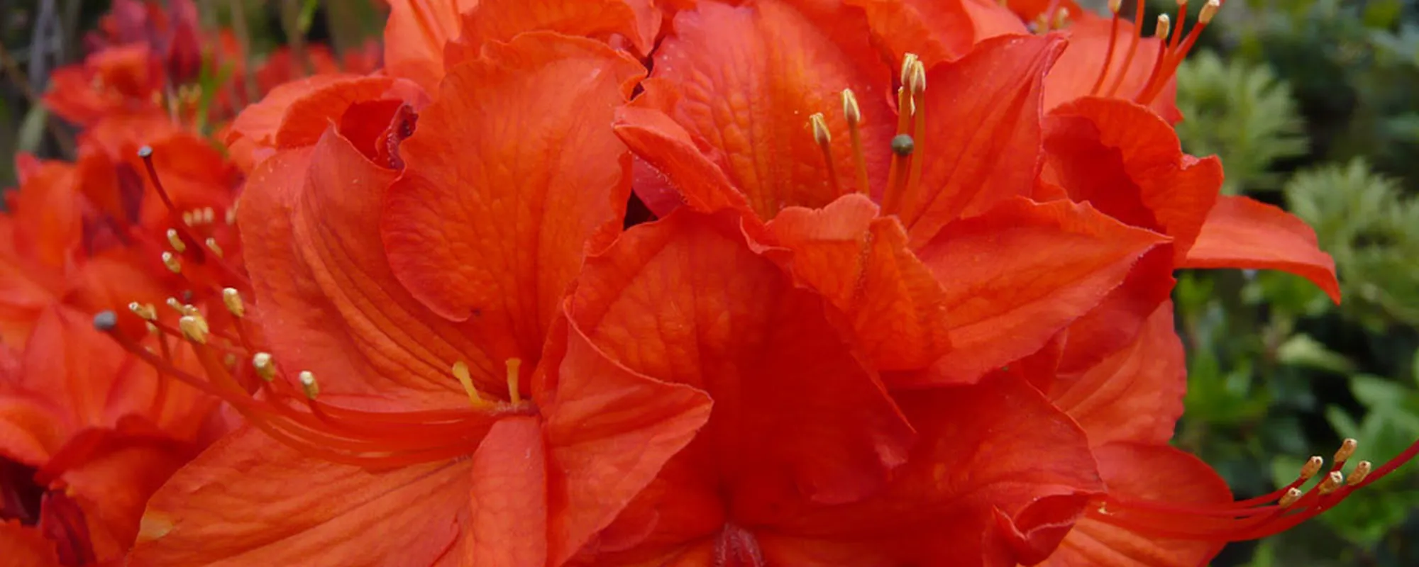 Orange azalea in flower