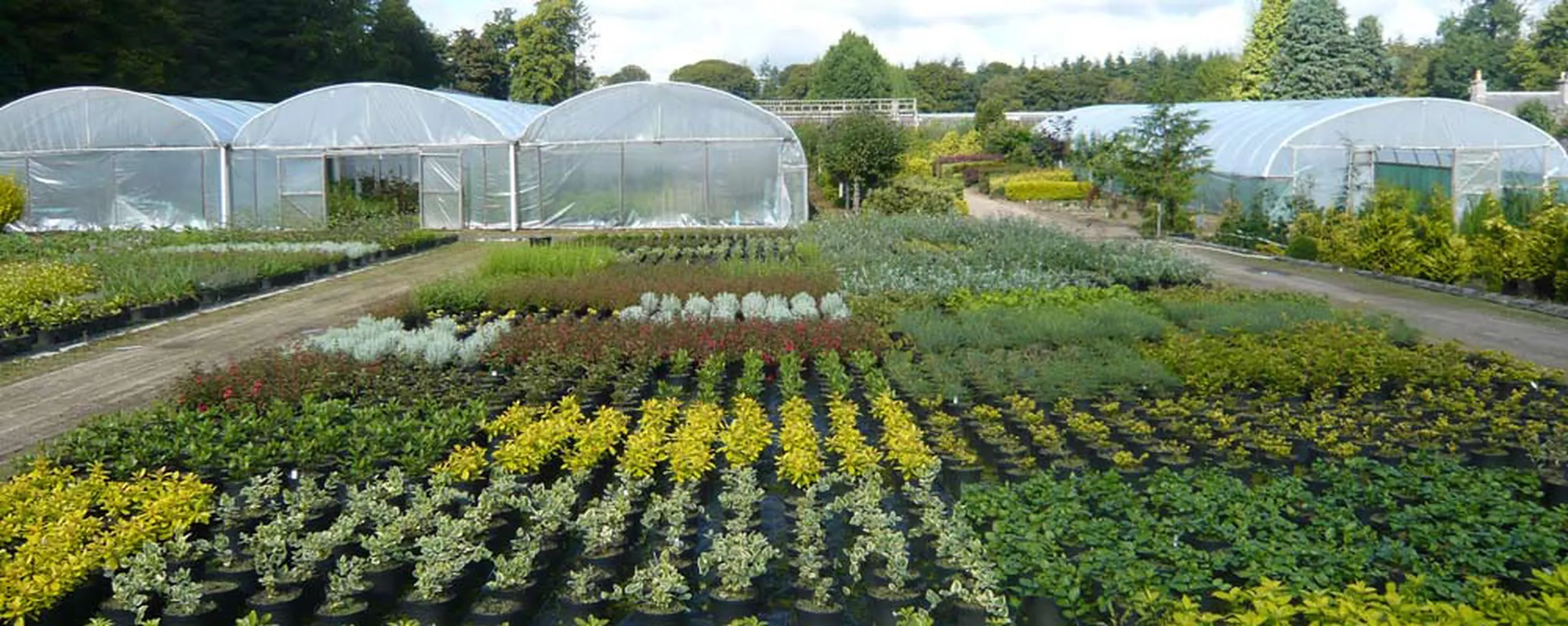 Polytunnels and plant beds at Springhill Nurseries