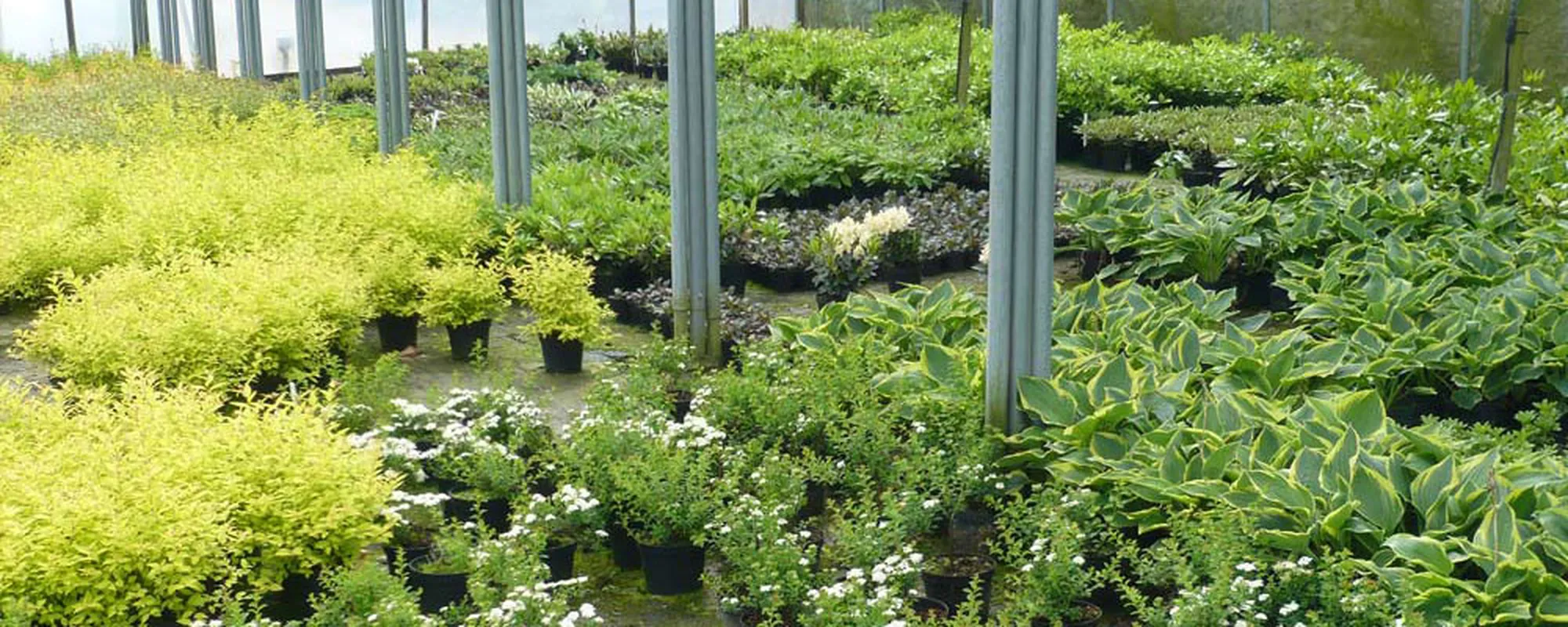 Hostas and golden shrubs in the nursery beds