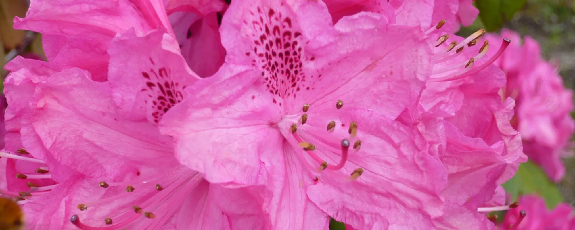 Pink rhododendron close up