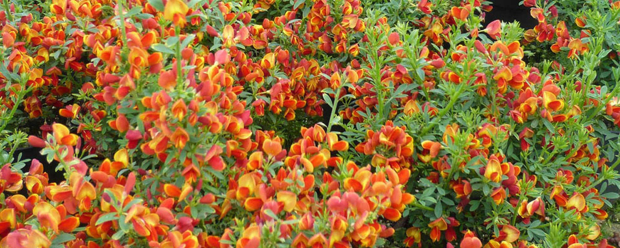 Orange and red broom in flower