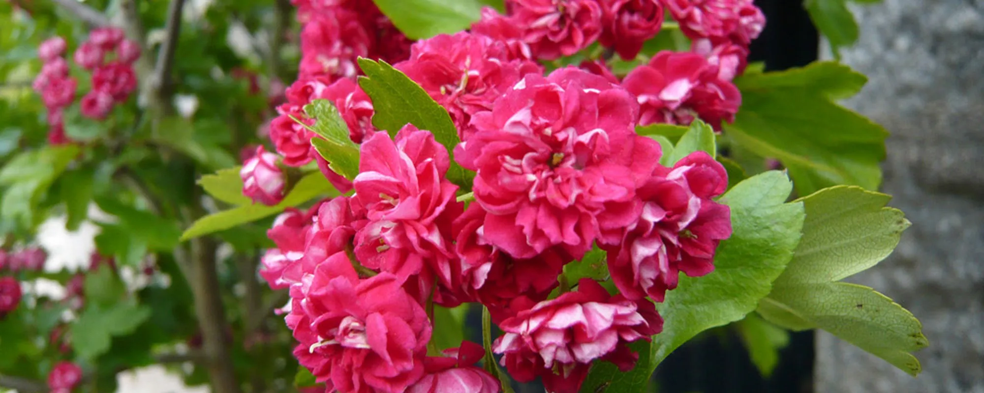 Double pink flowering shrub